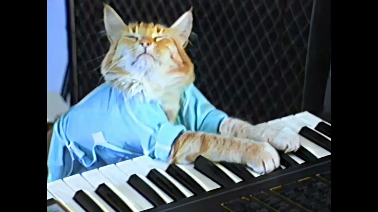 Keyboard cat