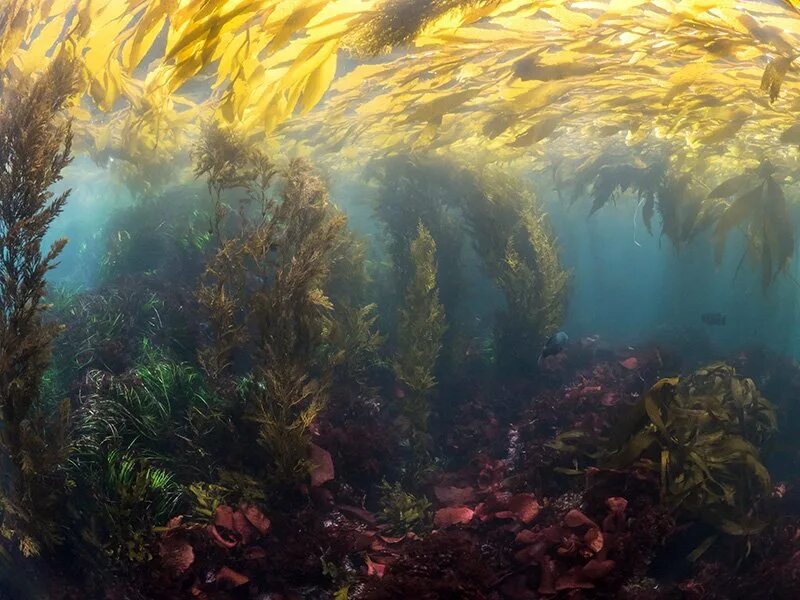 Макроцистис индийский океан. Келп водоросли. Подводный "лес"(Kelp Forest). Водоросли келп Кейптаун.