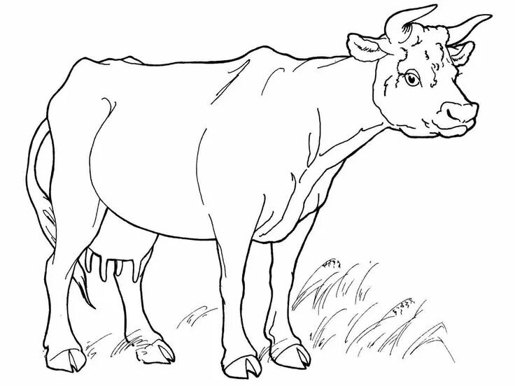 Cows and Calves - A cute baby calf in the barn coloring page Cow coloring pages,