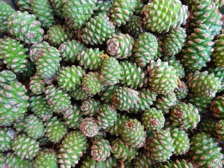 Зеленая кедровая шишка. Зеленая кедровая шишка. Сосна калабрийская шишки. Сосновый вертун сосны обыкновенной. Молодые сосновые шишки.