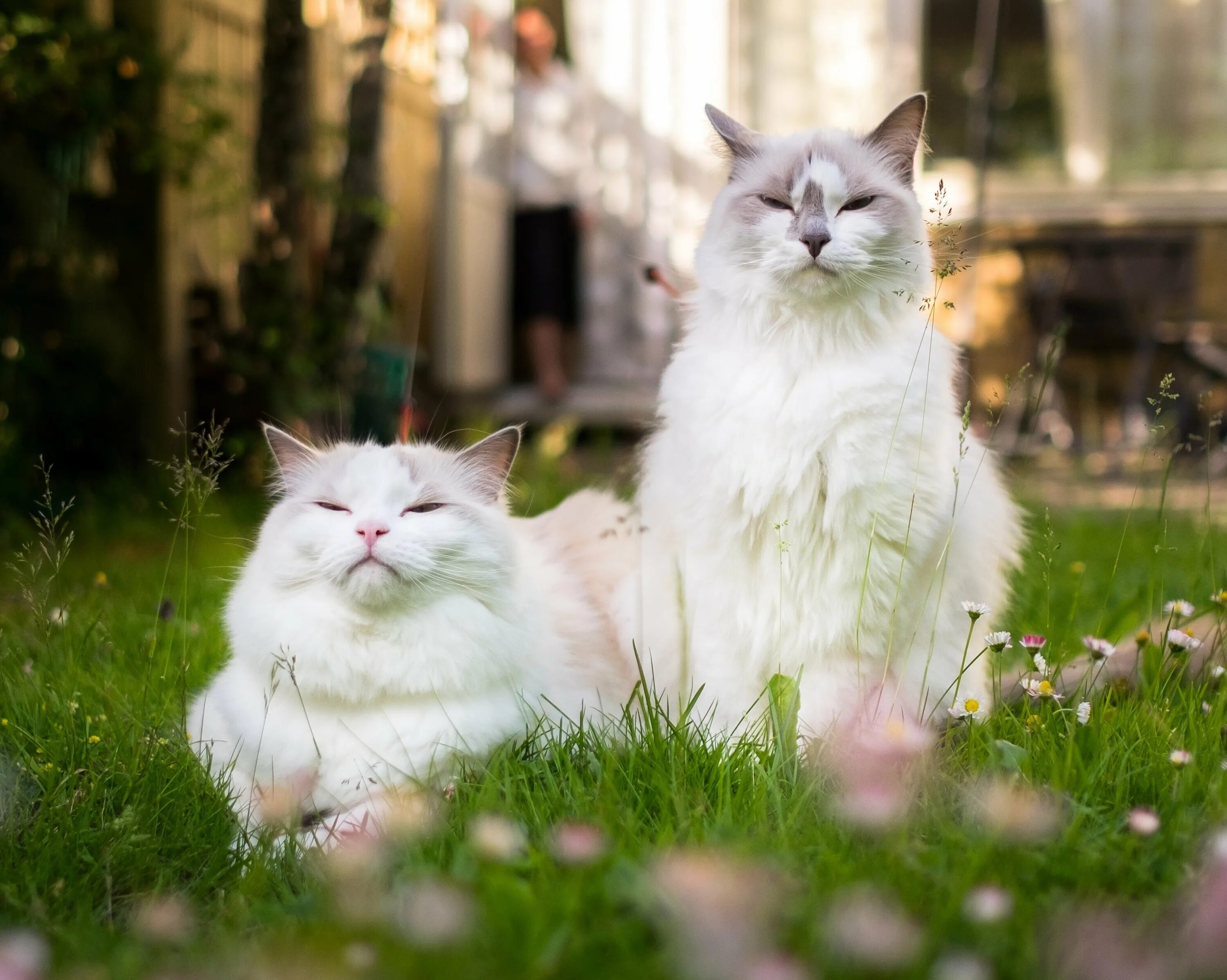 Две белые кошки