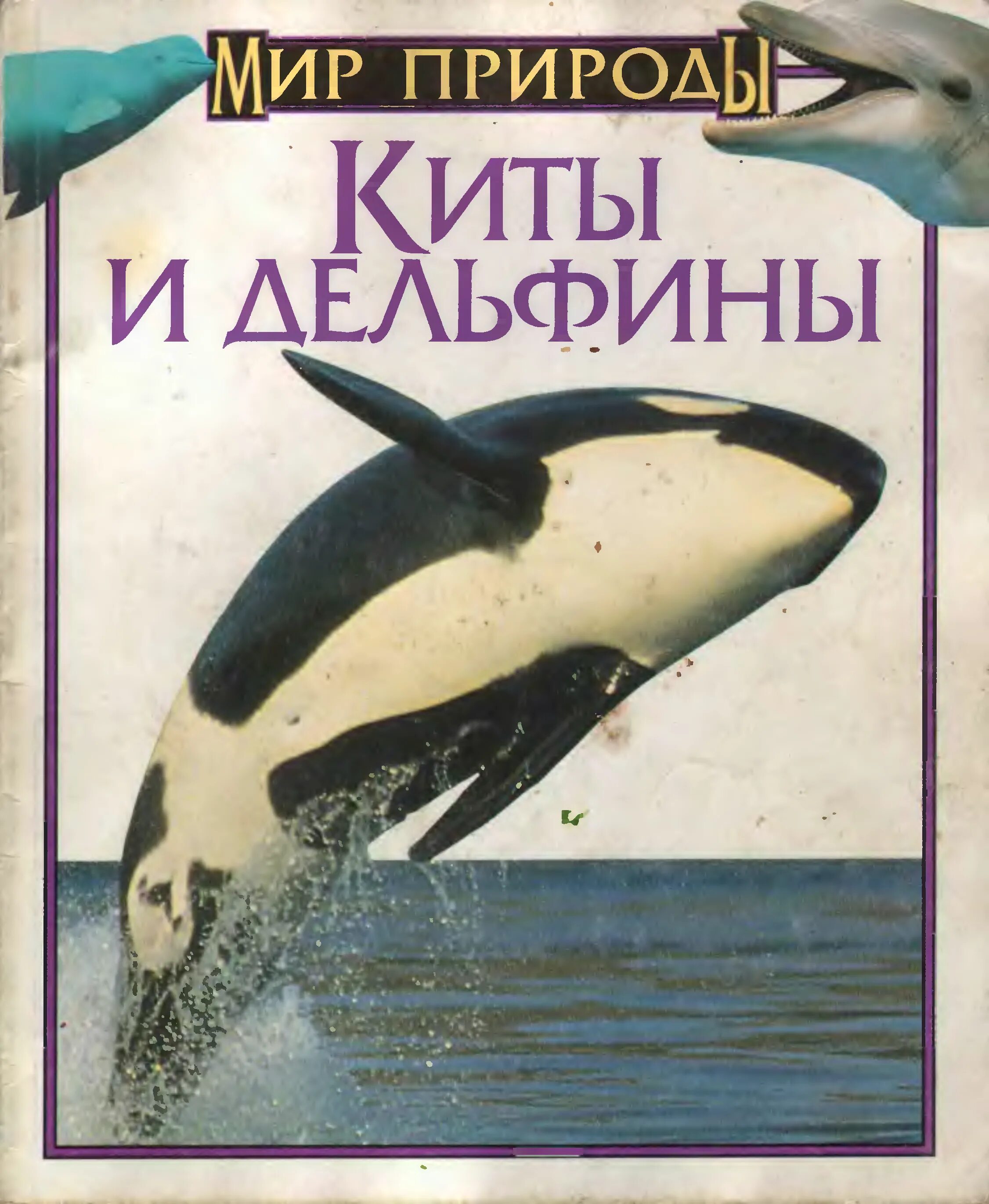 Книга про кита. Книга киты дельфины. Книги о китах и дельфинах для детей. Книга про китообразных.