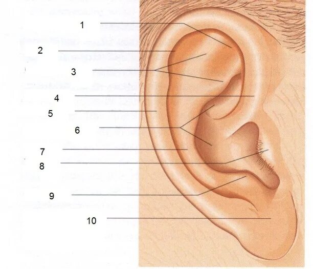 Ушная раковина какой отдел. Козелок ушной раковины анатомия. Строение наружного уха анатомия. Строение уха и ушной раковины. Строение уха козелок.