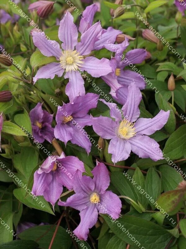 Клематис гудзон ривер. Клематис хадсон ривер. Клематис блю ривер. Клематис миссисипи ривер. Клематис миссисипи ривз.