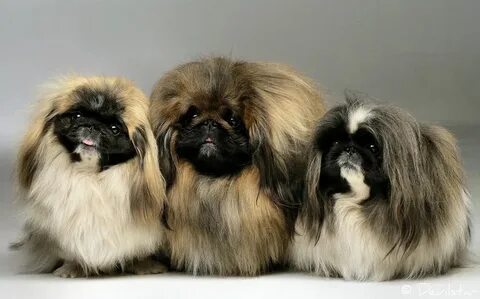 Сколько живут пекинесы