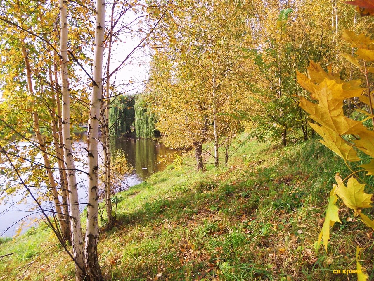 Фотоработы Сергея Краева. Мой край задумчивый и нежный Есенин. Фото Сергея Краева. Бабье лето рубцов