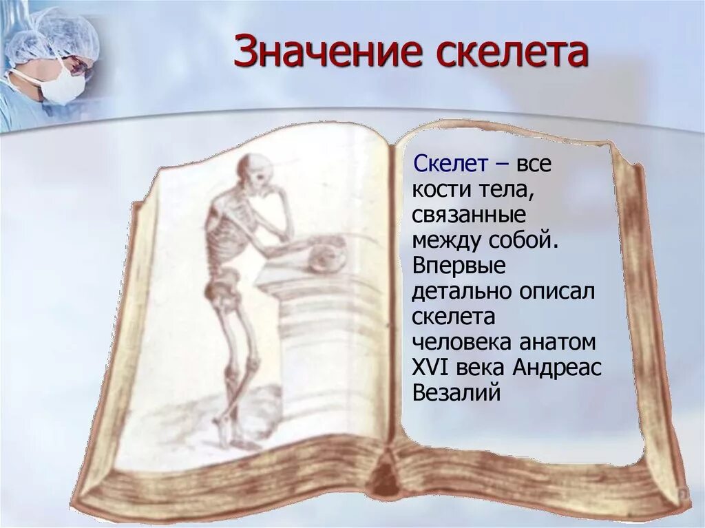 Значение скелета человека. Значение скелета. Значенич скелета. Значение скелета скелета.