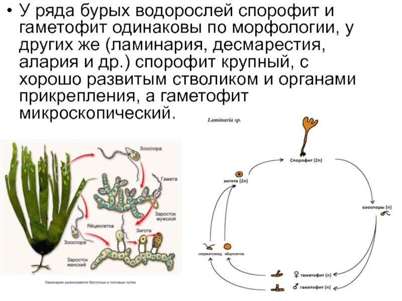 Гаметофит доминирует. Жизненные циклы растений гаметофит и спорофит. соотношение гаметофита и спорофита в жизненном цикле растений. егэ схема спрроыит наметофит. цикл размножение водоросли ламинарии.