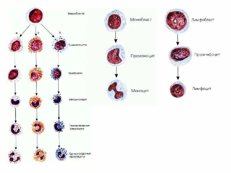 Стадии развития моноцитов. Развитие моноцитов. Лимфоцитопоэз схема. Развитие моноцитов. Количество моноцитов.