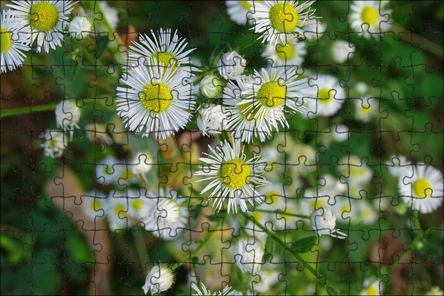 Free Images : needle, dandelion, flower, petal, botany, yellow, flora, wildflowe