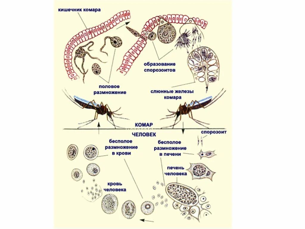 Жизненный цикл развития малярийного комара. Цикл развития малярийного плазмодия в организме комара. Жизненный цикл малярийного комара схема. Цикл малярийного плазмодия биология. Малярия цикл развития малярийного плазмодия