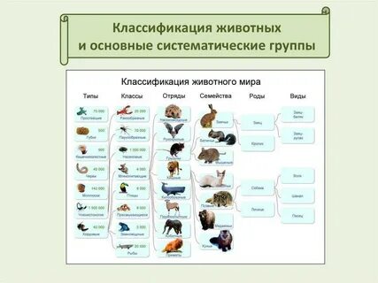 Определение систематики животных
