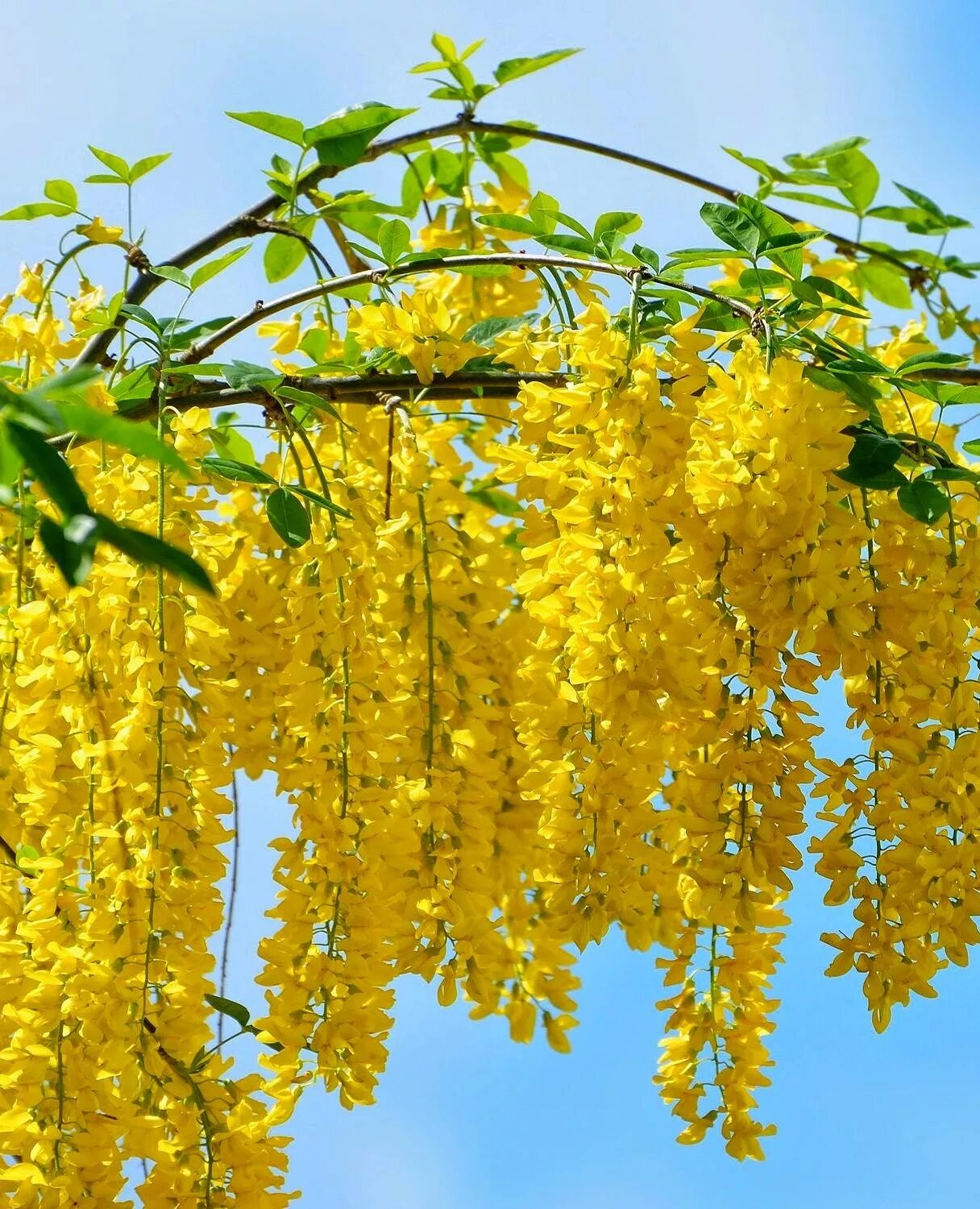 Как называется желтое дерево. Табебуйя желтая. Акация карагана. Клен гинкго. Как называется желтое дерево.
