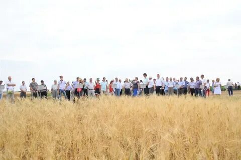 Горная поляна волгоград