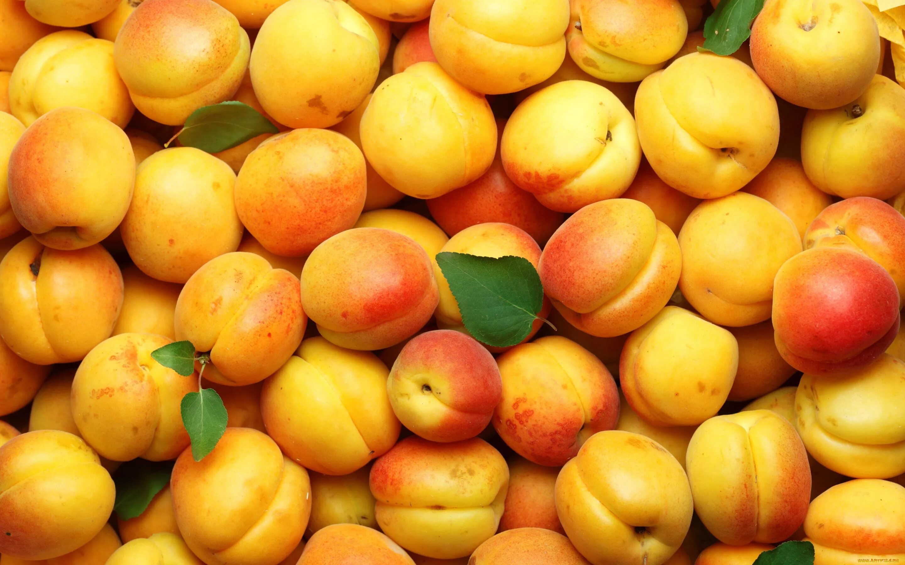 Peach apricot
