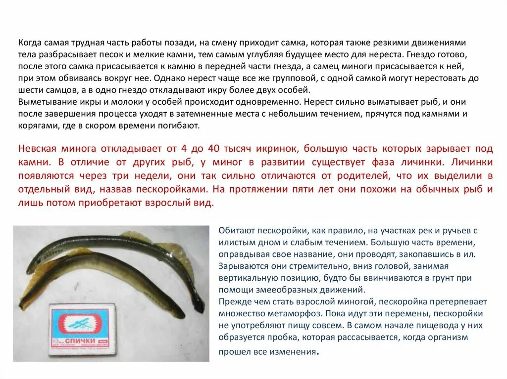 Сообщение о личинках миног. Личинки миног пескоройки сообщение. личинка миноги пескоройка.