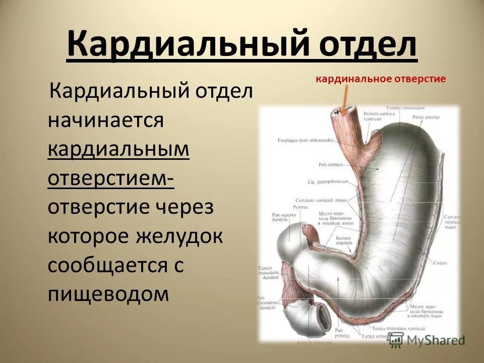 Особенности строения отделов жкт. Отделы тонкого кишечника таблица. Внутренняя стенка желудка состоит из. Строение тонкого и толстого кишечника таблица. Желудок анатомия кардиальное отверстие.