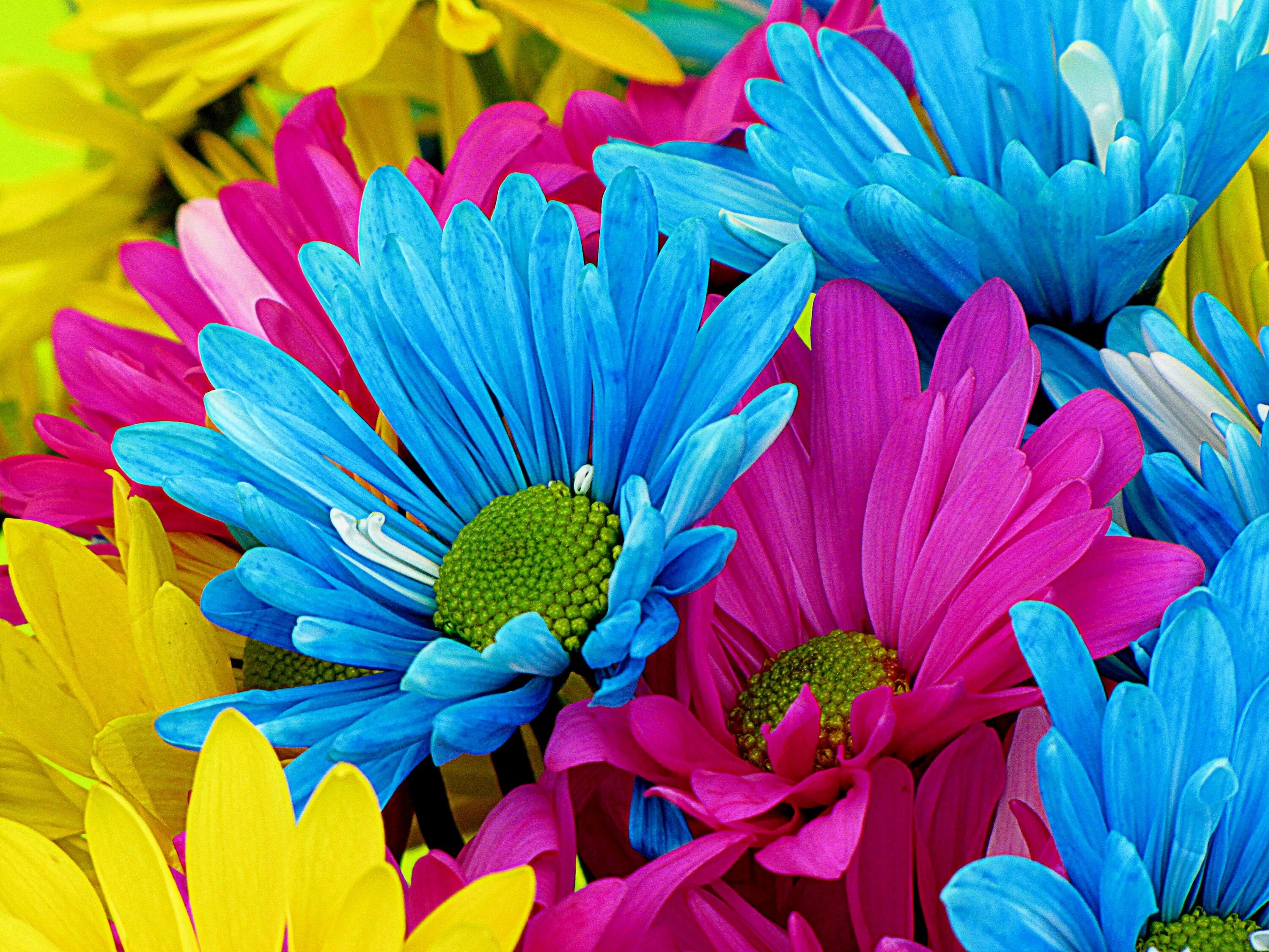 Любой цветной. Яркие цветы. Разноцветные цветы. Красивые яркие цветы. Разноцветный свет.