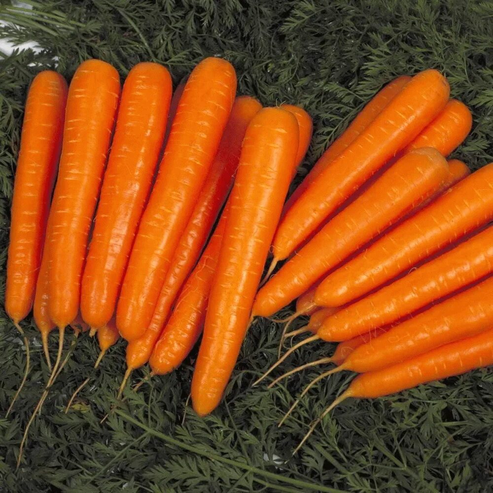 Морковь бейби f1. Морковь Лагуна f1. Сорт моркови Лагуна f1. Семена морковь Лагуна f1 190шт. Семена овощей f1
