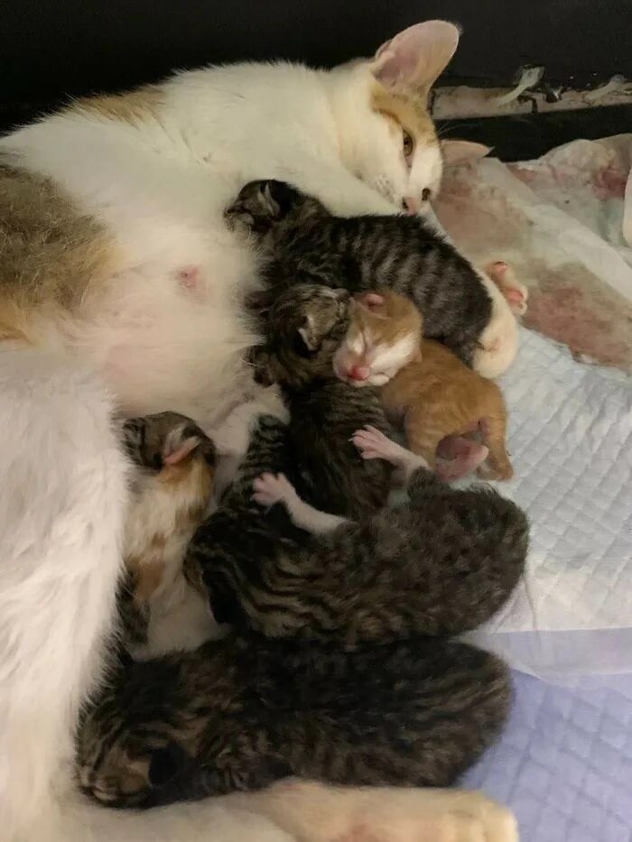 Сон беременной котенок. Сон беременной котенок