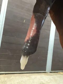 Horse Cum In Condom.