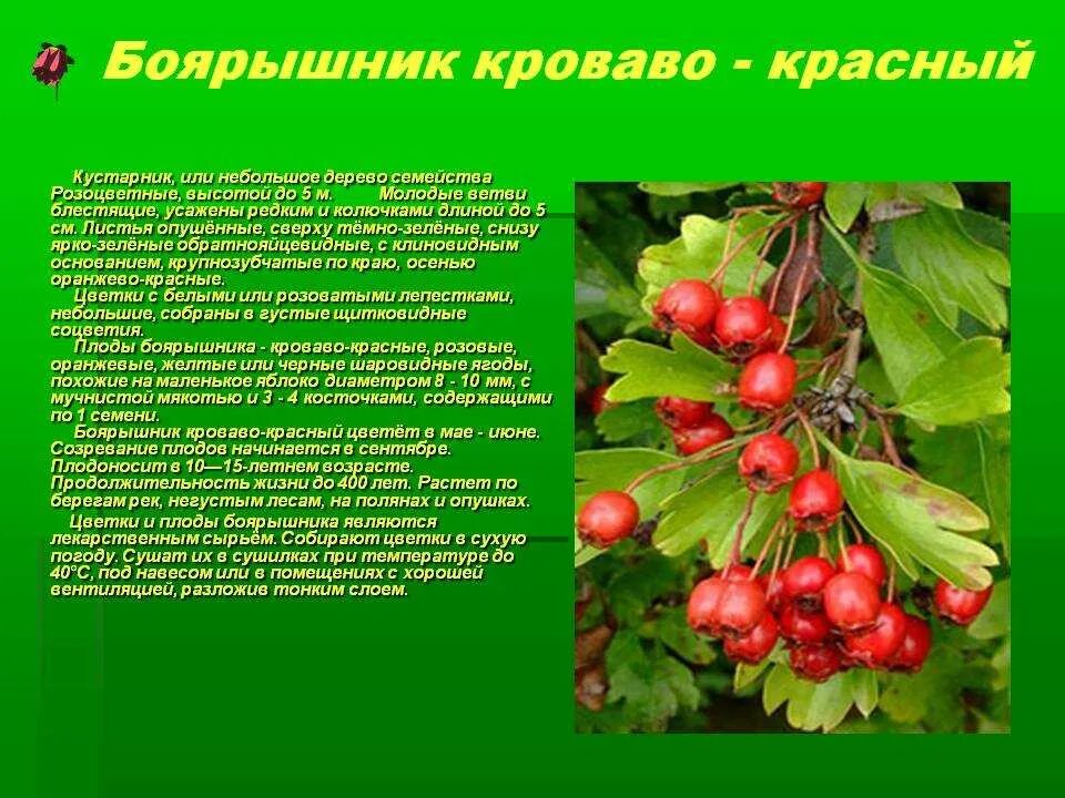 Для чего используется боярышник. Лечебные растения боярышник. розоцветные растения боярышник. боярышник лекарственное растение. боярышник кроваво-красный семейство.