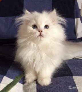 Белый длинношерстный кот