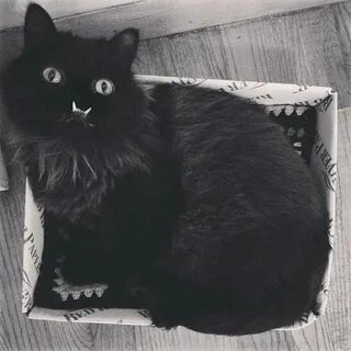 Кошачья история ужасов