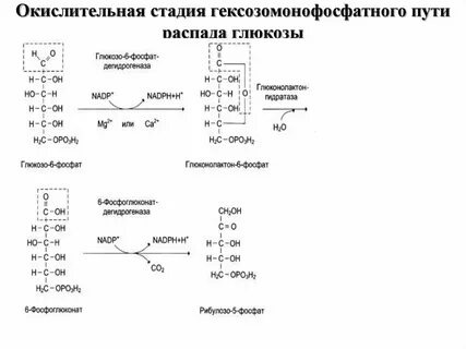 Окисление распад глюкозы