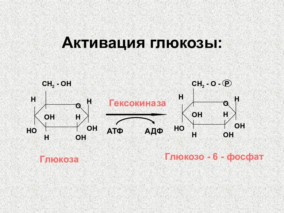 Атф глюкоза адф. Активация Глюкозы АТФ. Гексокиназа реакции с АТФ. Глюкоза и гексокиназа реакция. Реакция активирования Глюкозы.