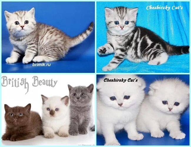 Название окрасов шотландских. Скоттиш страйт вислоухий. Название окрасов шотландских. Скоттиш-фолд шотландская вислоухая кошка редкий окрас. Расцветки шотландских котят.
