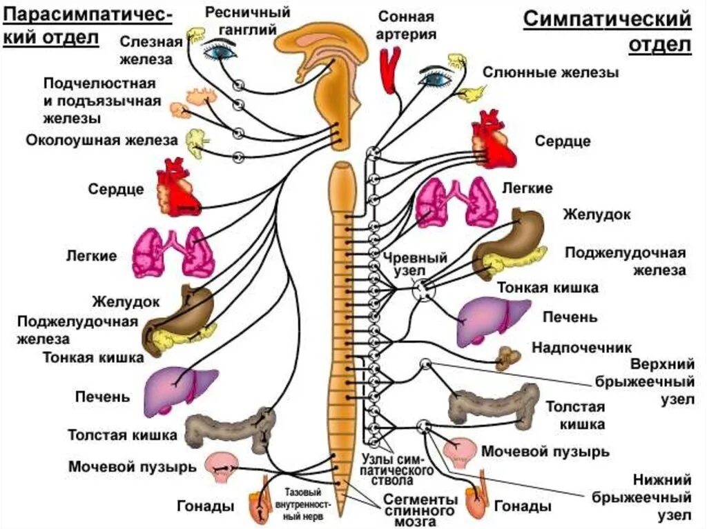 Парасимпатическая вегетативная нервная система функции. Автономная нервная система: парасимпатическая система. Схема симпатического отдела нервной системы. Нервная система человека схема симпатическая и парасимпатическая. Схема иннервации вегетативной нервной системы симпатического отдела.