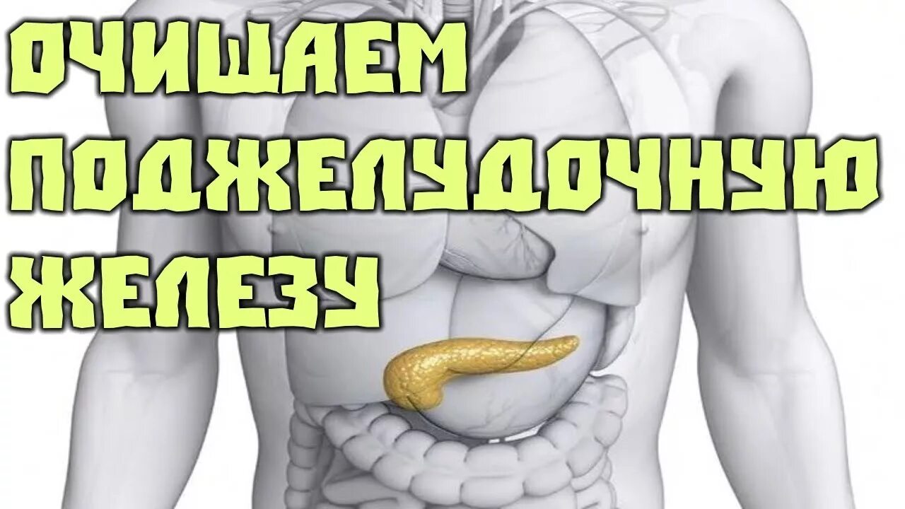 Как почистить поджелудочную. Очищаем поджелудочную железу. очищение поджелудочной железы.
