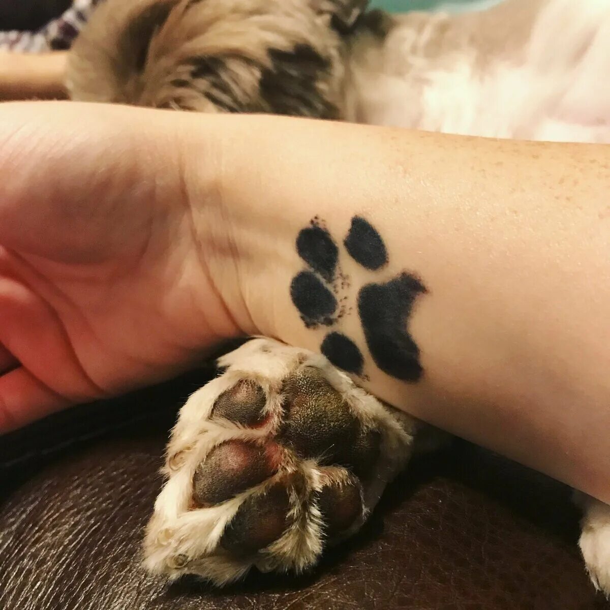 Кошачьи следы. Тату лапки. Лапа собаки. Лапка собаки и кошки. Отпечаток лапы кошки.