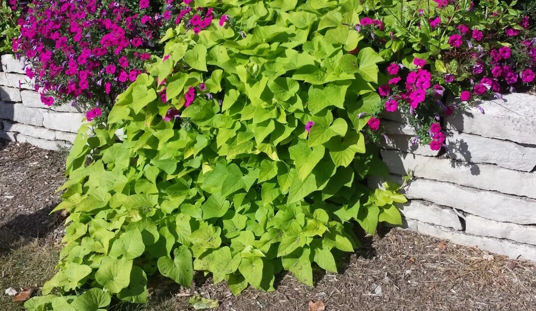 Микс ипомеей батат. Ипомея ампельная плющевидная. Ипомея батат sweet caroline bronze. Ипомея батат. Ипомея батат ампельная.