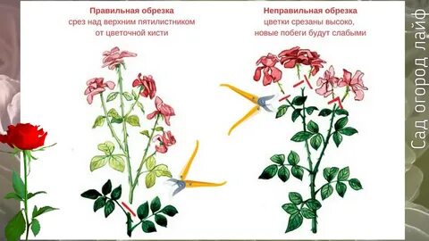 Что делать с отцветшими бутонами