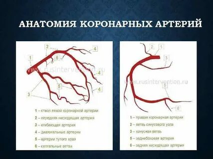 Ветви правой коронарной артерии