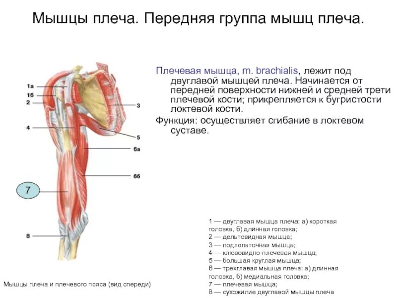 Функции сухожилий