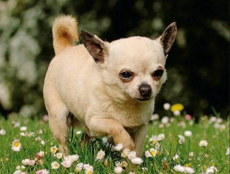 чивава что это. чихуахуа. собачки породы чихуахуа. чихуахуа. собака чихуахуа бежевая.