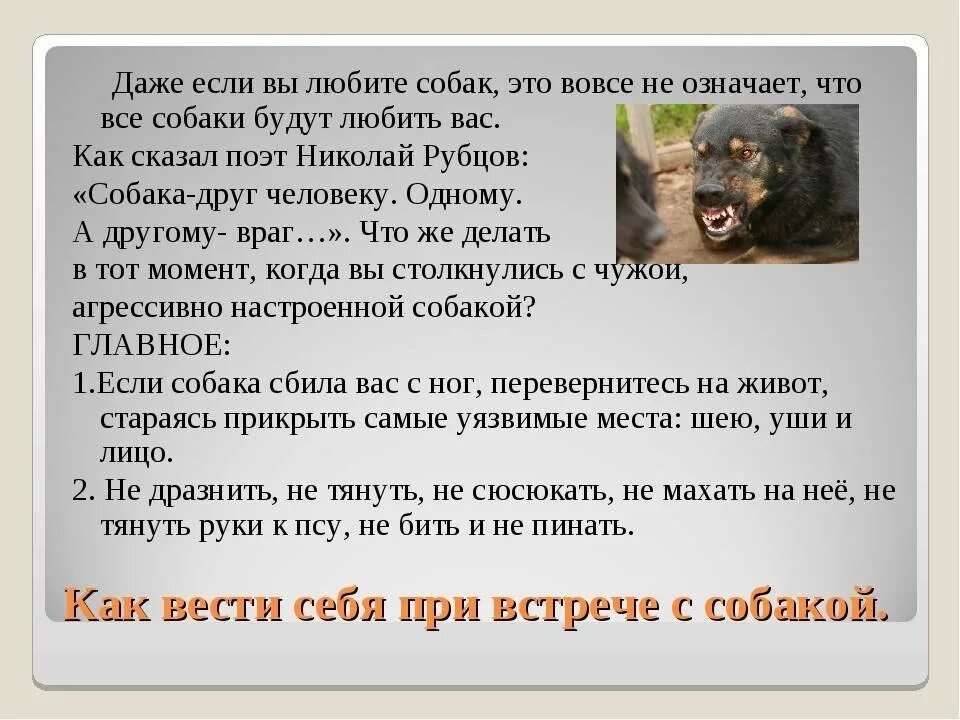 Как вести себя при нападении. Поведение при встрече с собакой. Правила поведения с бездомными собаками. Как вести себя при встрече с собакой. Правила поведения при встрече с собакой.