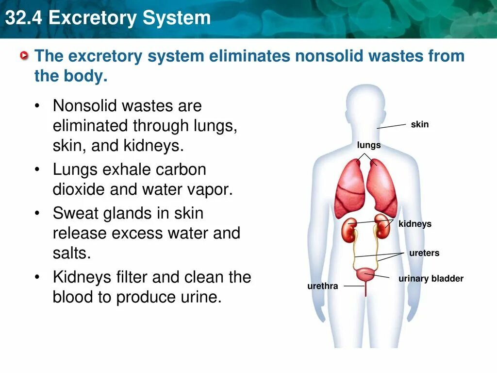 System functioning. Excretory system functions. human excretory system. excretory organs.