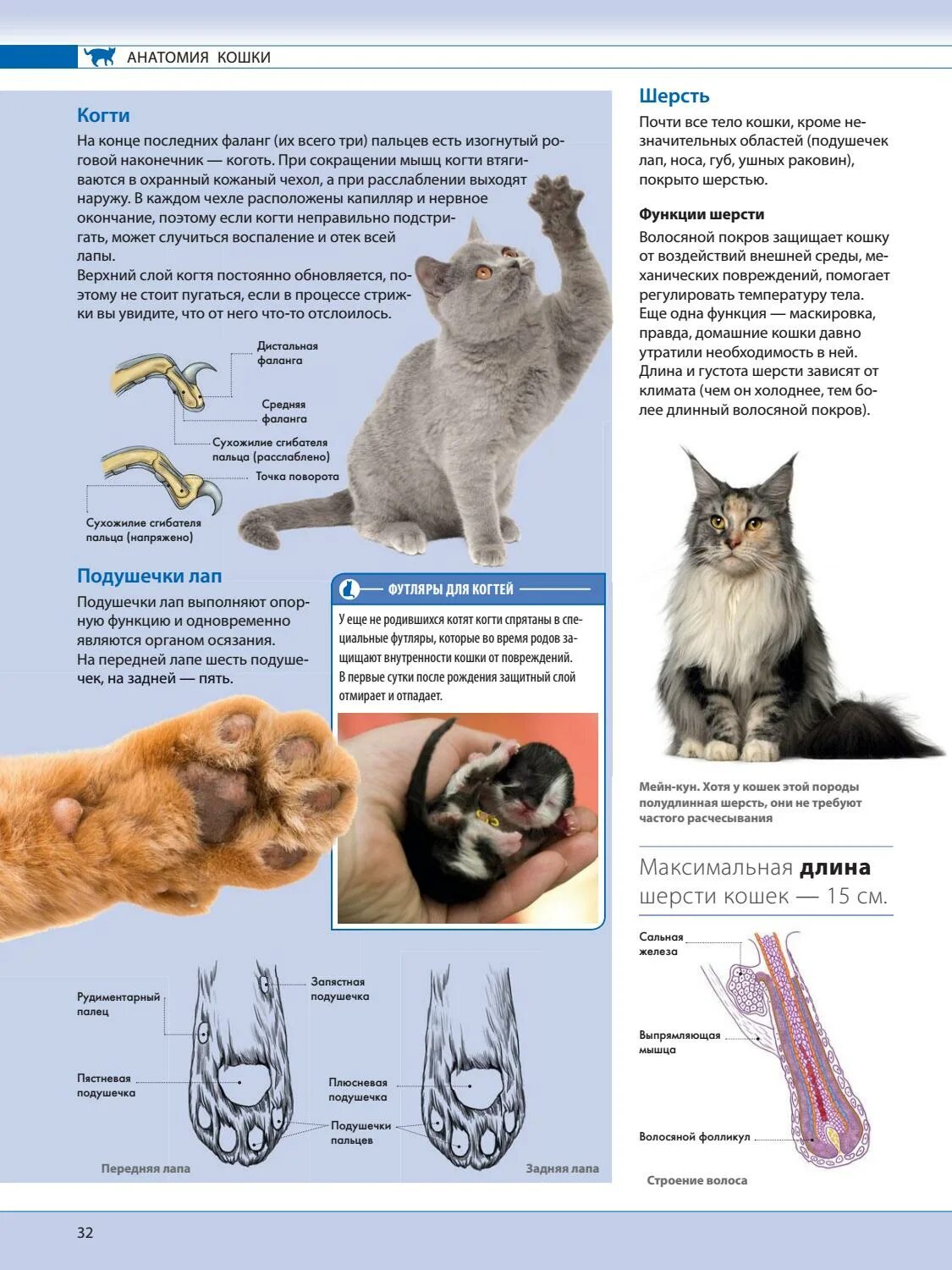 Уход за лапами кошки. Строение конечностей кошки. Строение лапы кошки. Строение лап котов. Строение кошачьей ноги.