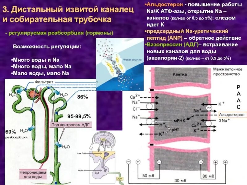 Движение мочи по собирательным трубочкам пирамид. Альдостерон регуляция реабсорбции. В дистальных канальцах почек альдостерон ..... Нефрон почки реабсорбция гормоны. Реабсорбция воды в почечных канальцах.