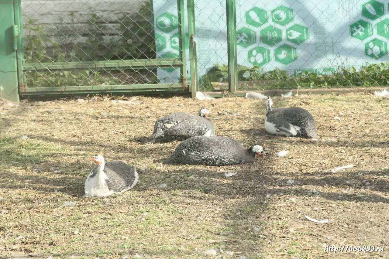 муром животные. свято-троицкий монастырь в муроме. благовещенский храм муром. муром животные. храм святой троицы свято-троицкого монастыря в городе муроме.