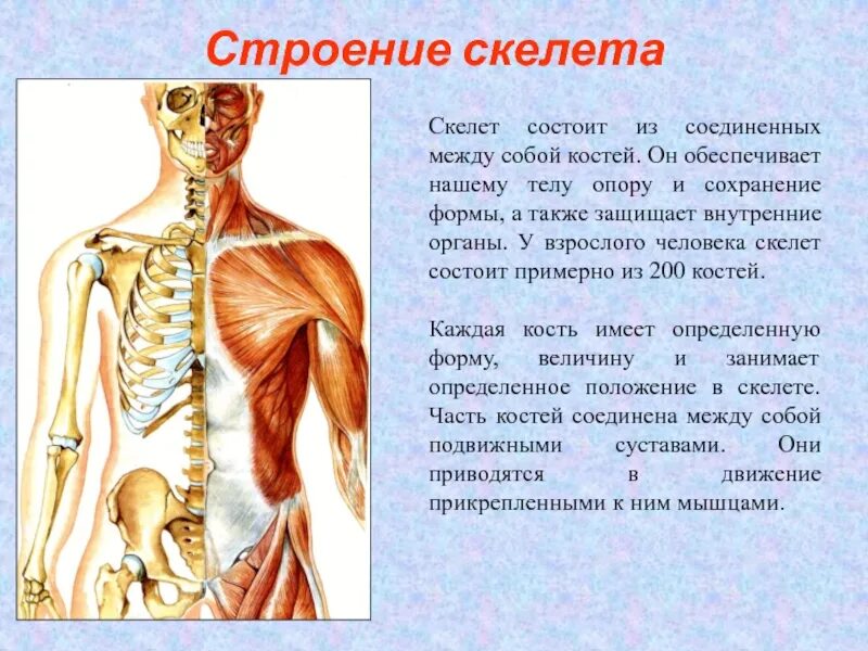2 скелет состоит из. Скелет человека состоит из соединенных между собой:. чем соединены между собой кости скелета человека?. скелет обеспечивает телу защиту внутренних органов сохранение. кости в скелете соединяются между собой с помощью.