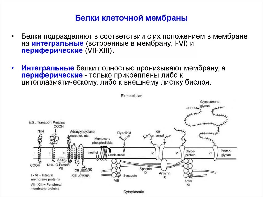 Интегральные периферические белки. Белки формирующие структуру мембраны. Функции интегральный белок в клеточной мембране. Функция периферических мембранных белков. Периферические белки клеточной мембраны функции.