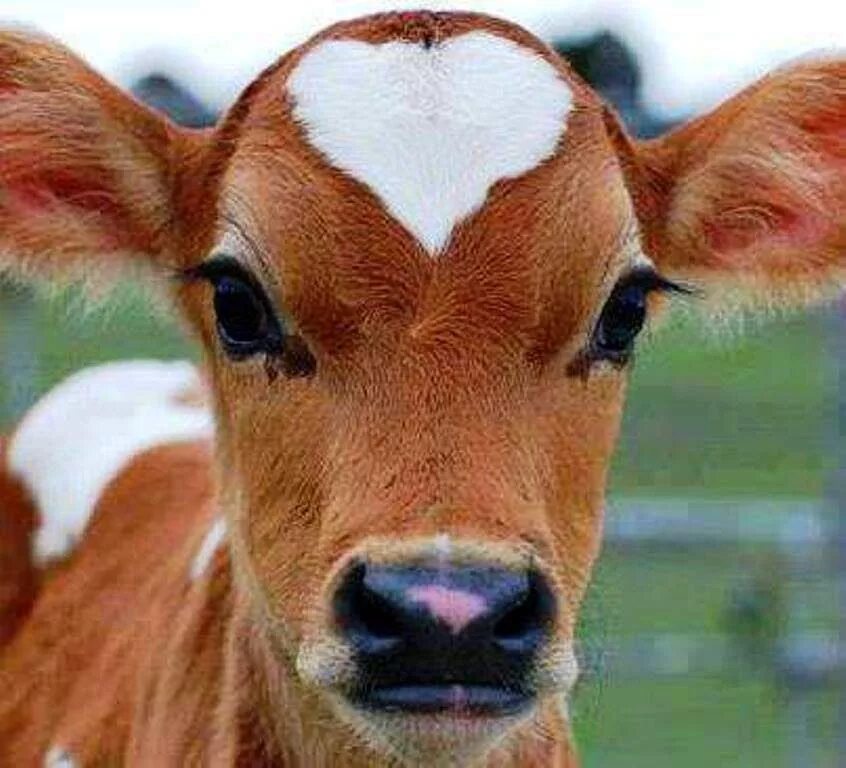 Красивая коровка. Теленок. Красивый теленок. Маленькие телята. Милые коровы.