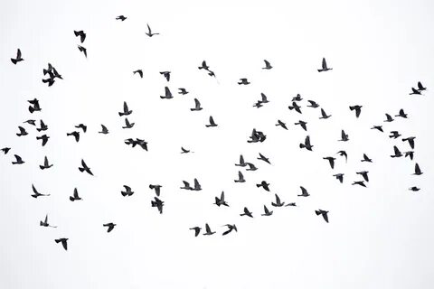 Birds wordwall
