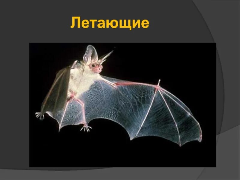Летучая мышь класс животных. Летучая мышь класс животных