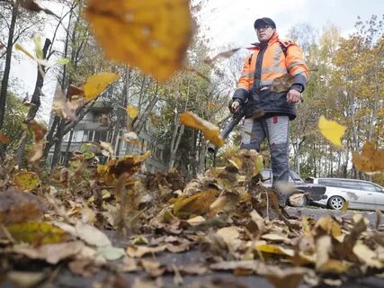 Зачем убирают листья осенью с городских газонов